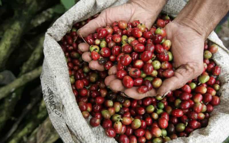 Vấn đề môi trường trong ngành cà phê đặc sản có thực sự đang chuyển biến tích cực?