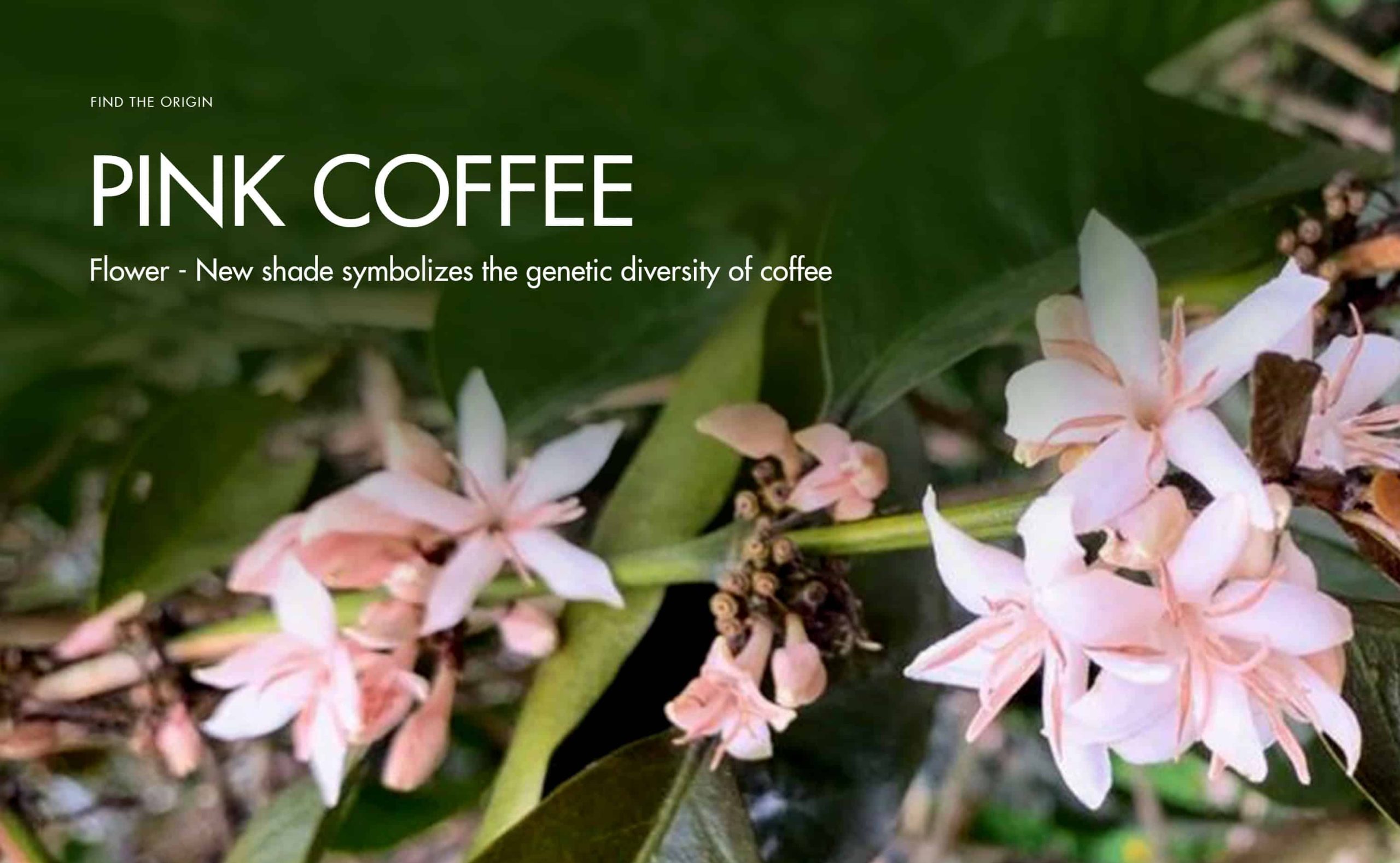 Pink coffee flowers – New shade symbolizing the genetic diversity of coffee