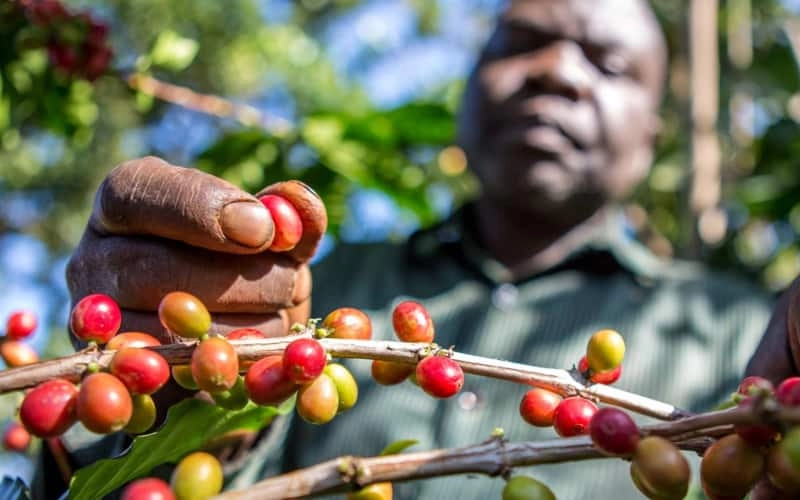 khủng hoảng ngành cà phê Kenya
