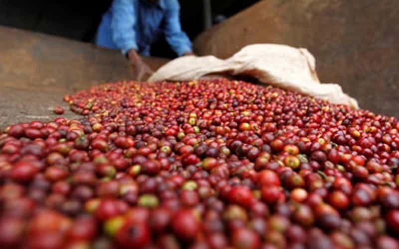 khủng hoảng ngành cà phê Kenya