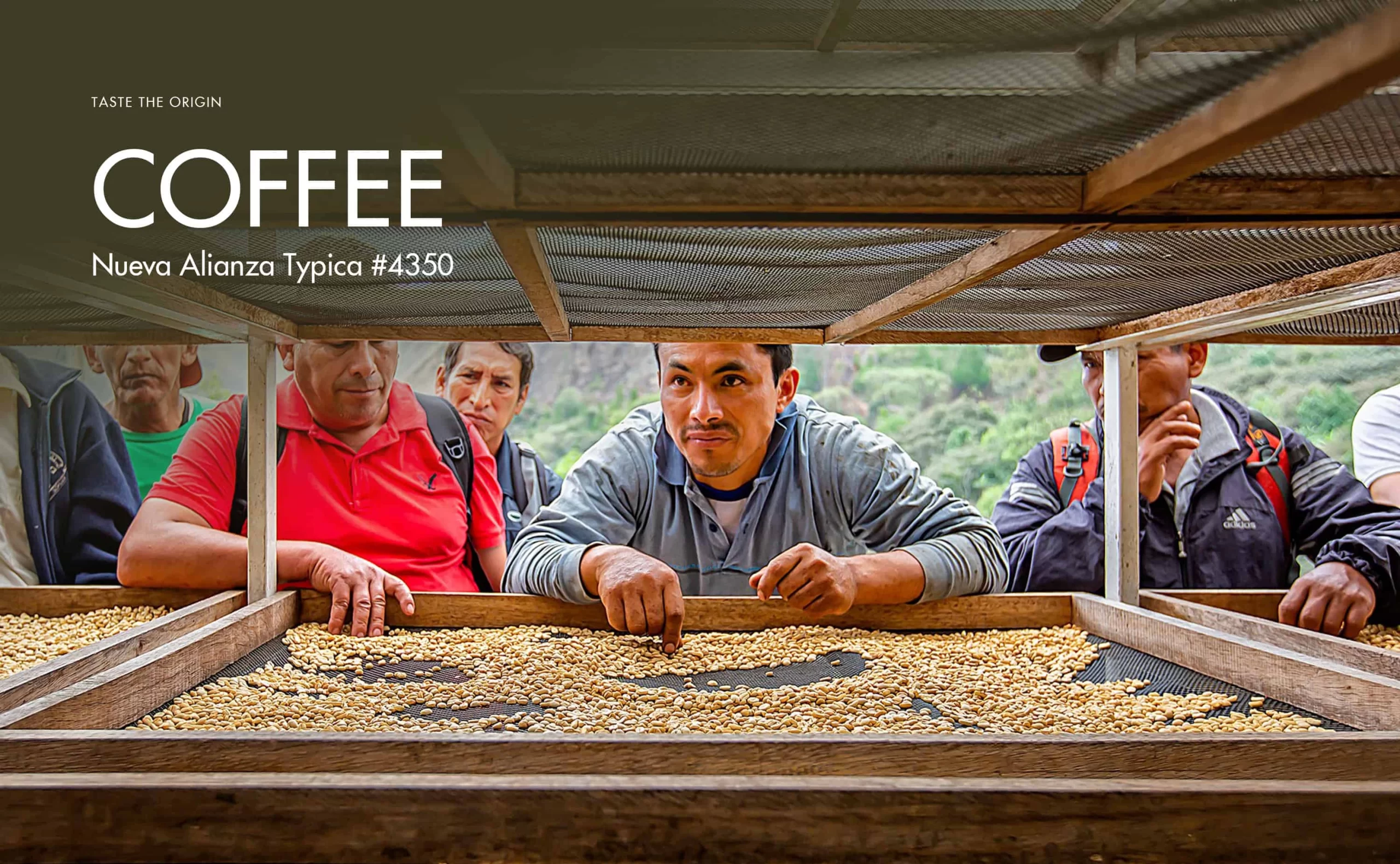 Nueva Alianza Typica #4350 Coffee – The bright spot of SantaTeresa farmers on the sustainable coffee journey