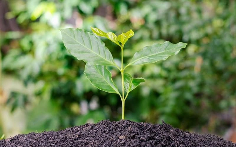 Chất lượng đất – Tiền đề phát triển cho nông nghiệp tái sinh trong sản xuất cà phê
