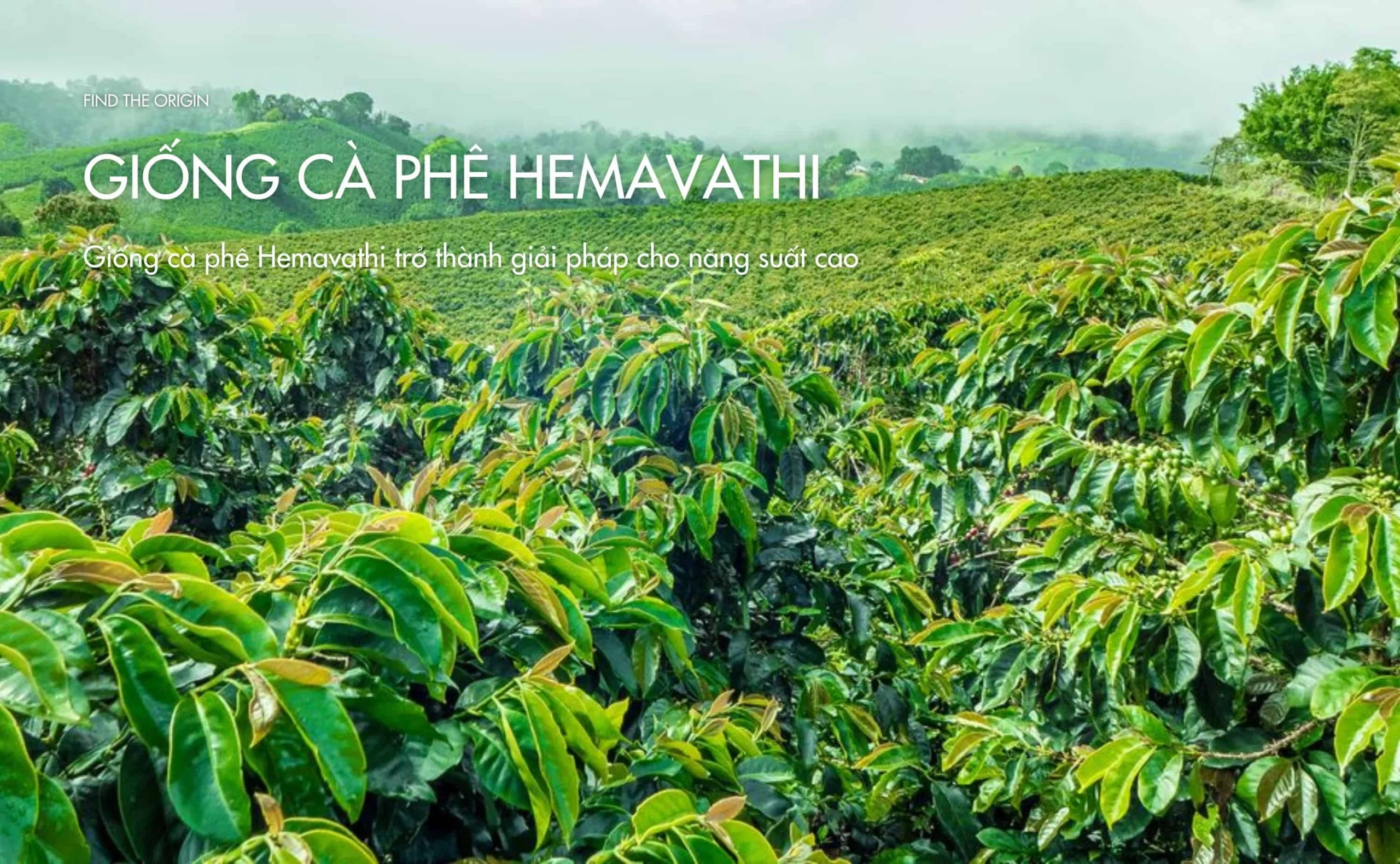 Giống cà phê Hemavathi trở thành giải pháp cho năng suất cao