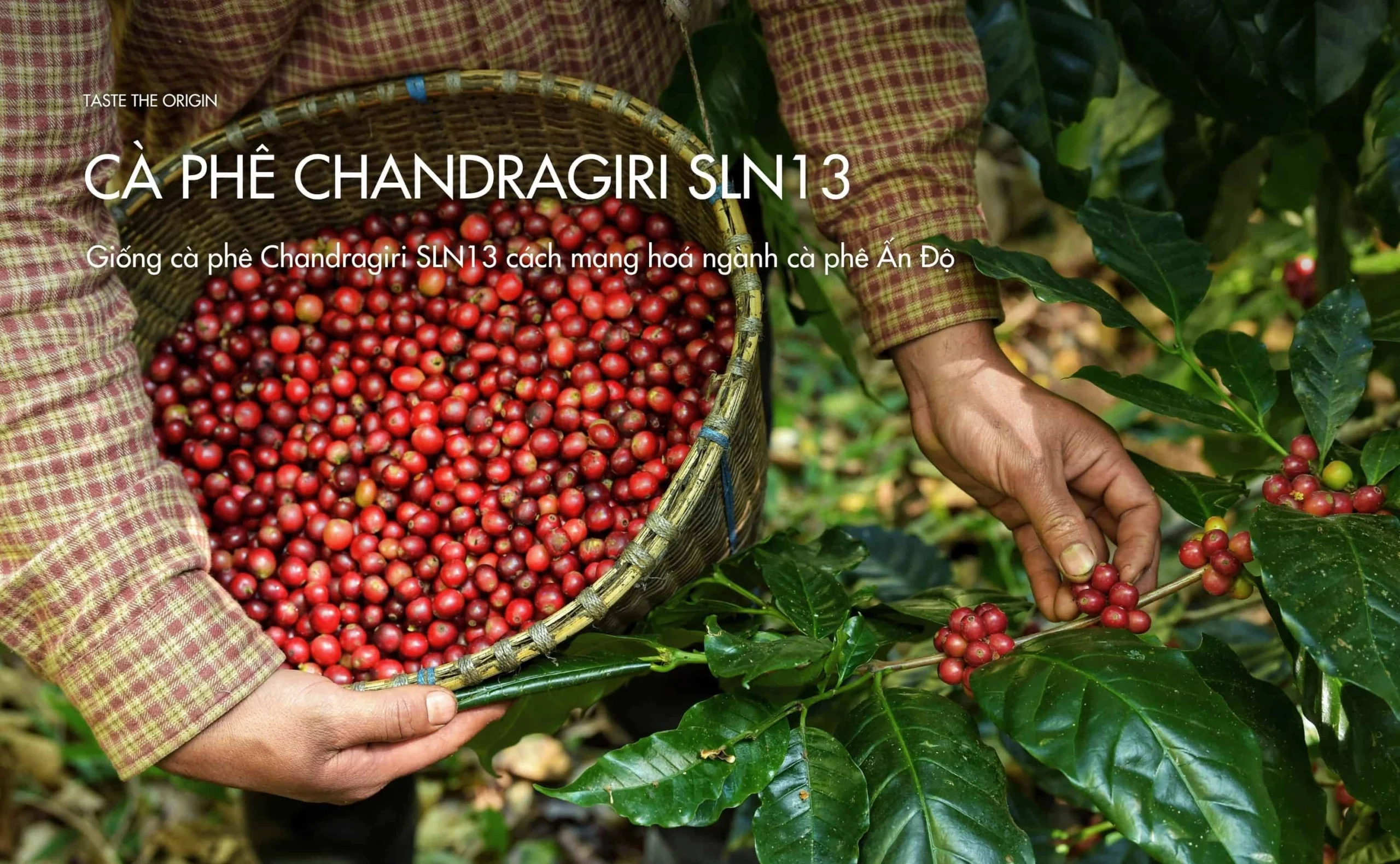 Giống cà phê Chandragiri SLN13 cách mạng hoá ngành cà phê Ấn Độ