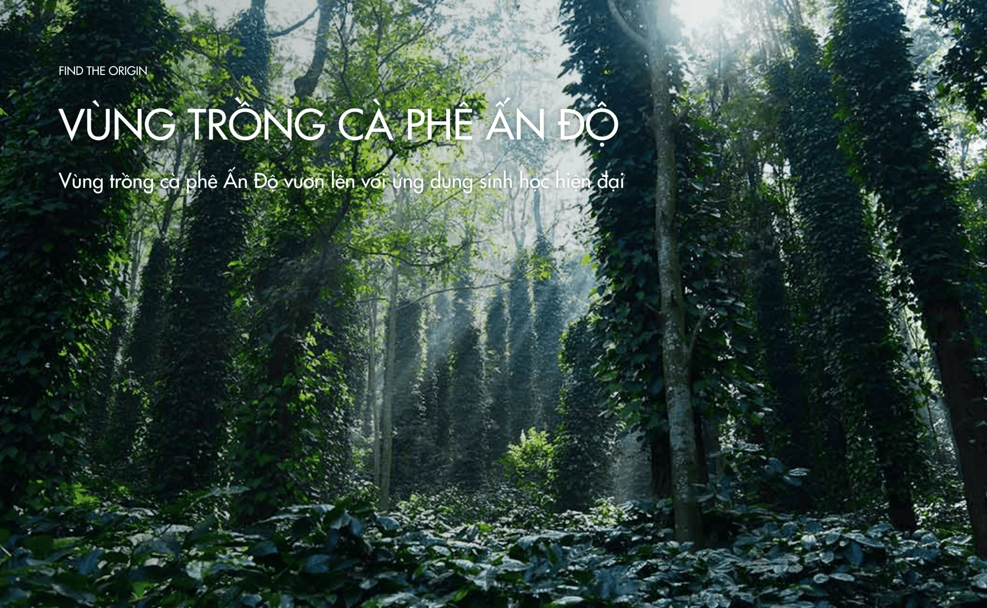 Vùng trồng cà phê Ấn Độ vươn lên với ứng dụng sinh học hiện đại