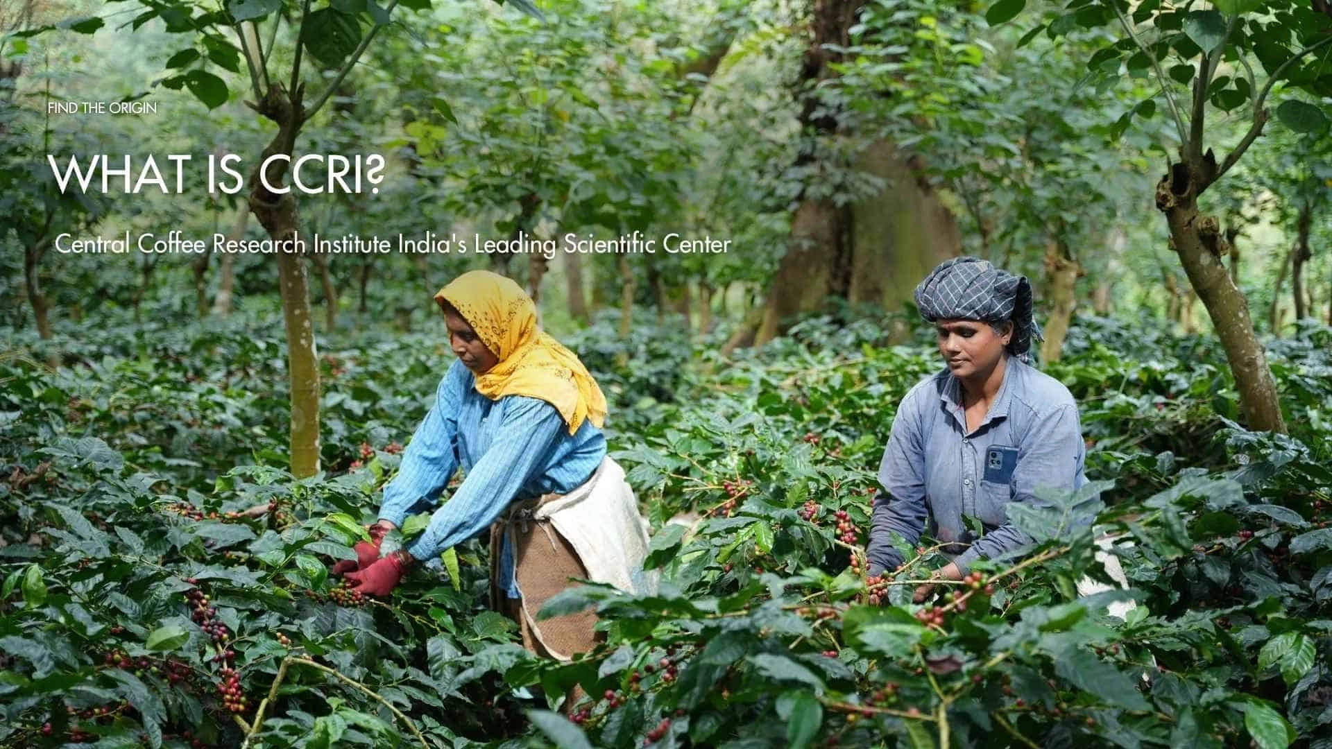 Is the Central Coffee Research Institute (CCRI) India’s Leading Scientific Center?