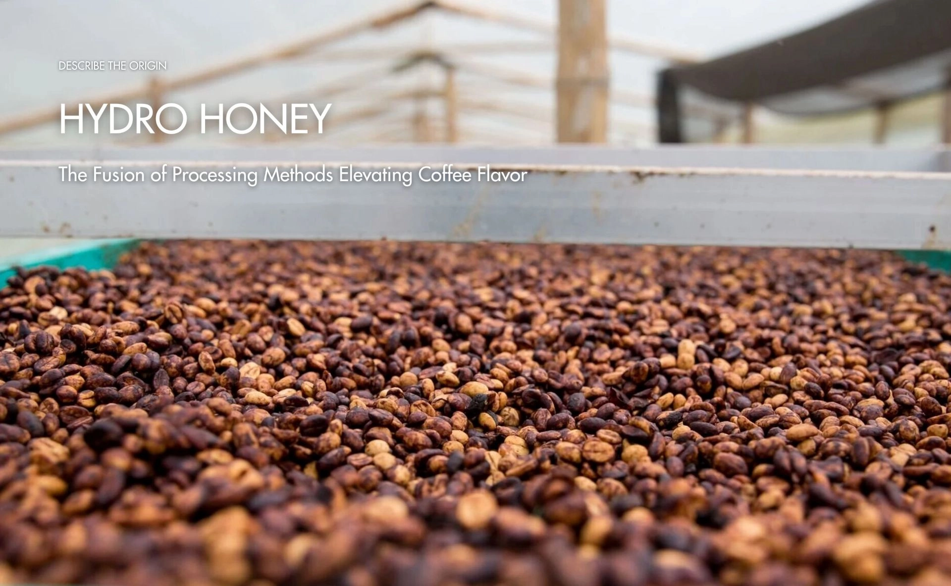 Hydro Honey – The Fusion of Processing Methods Elevating Coffee Flavor