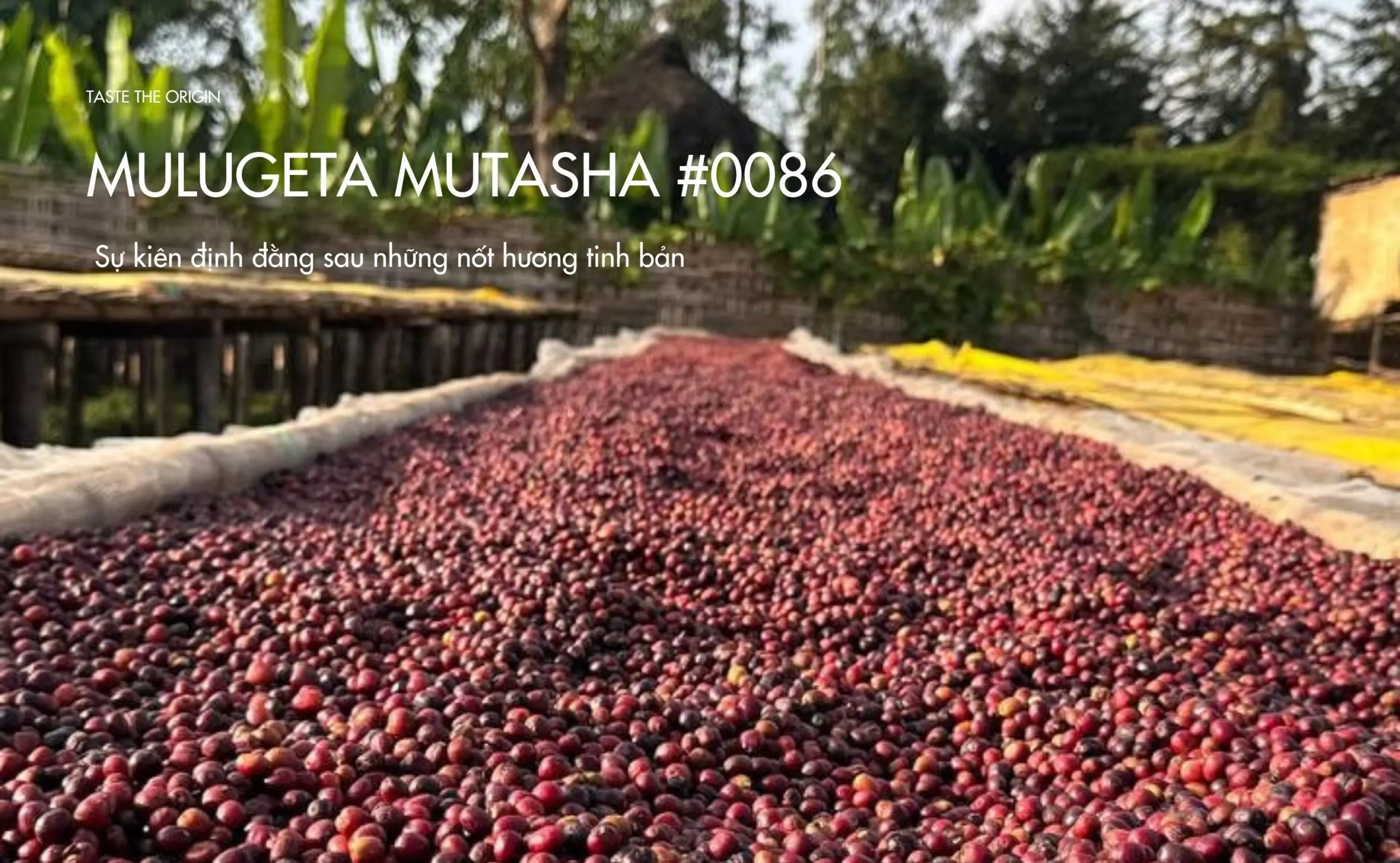 Mulugeta Muntasha #0086 – Sự kiên định đằng sau những nốt hương tinh bản