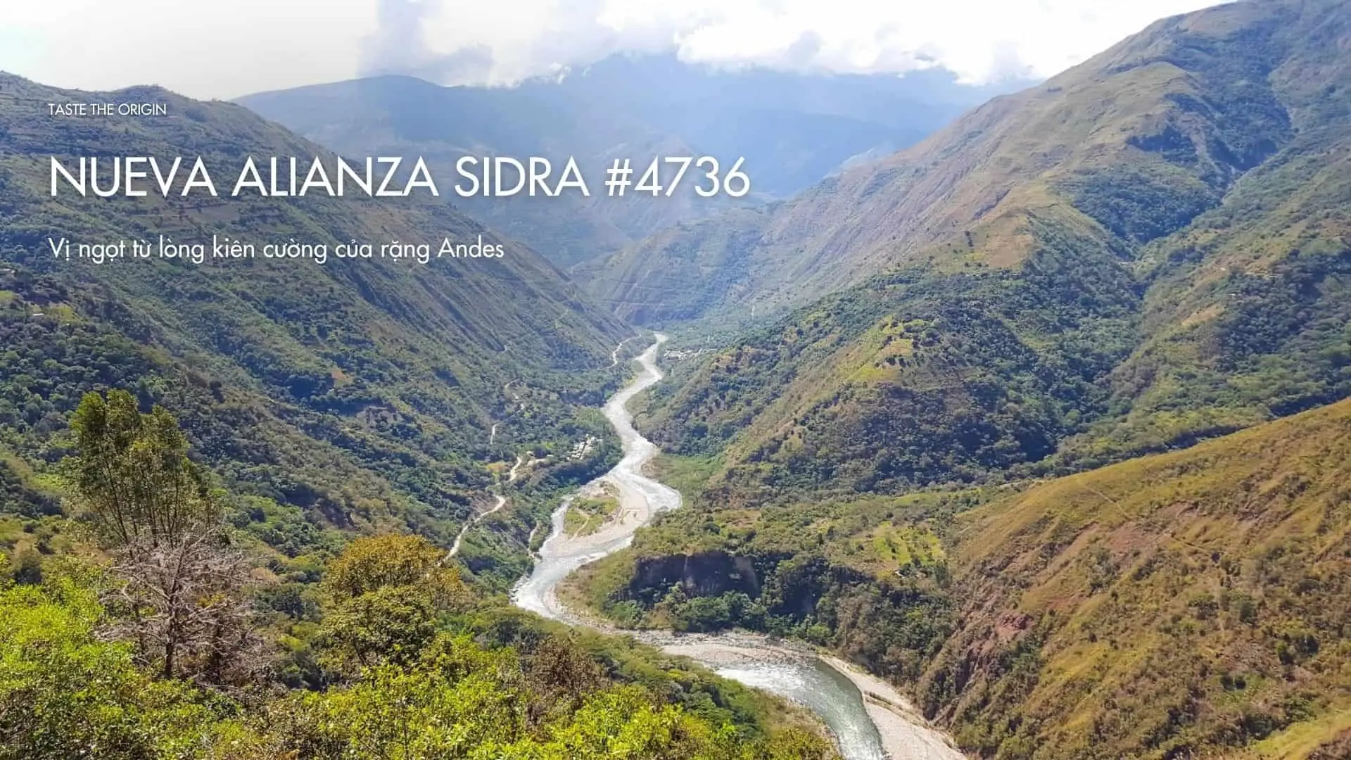 Nueva Alianza Sidra #4736 -Vị ngọt từ lòng kiên cường của rặng Andes