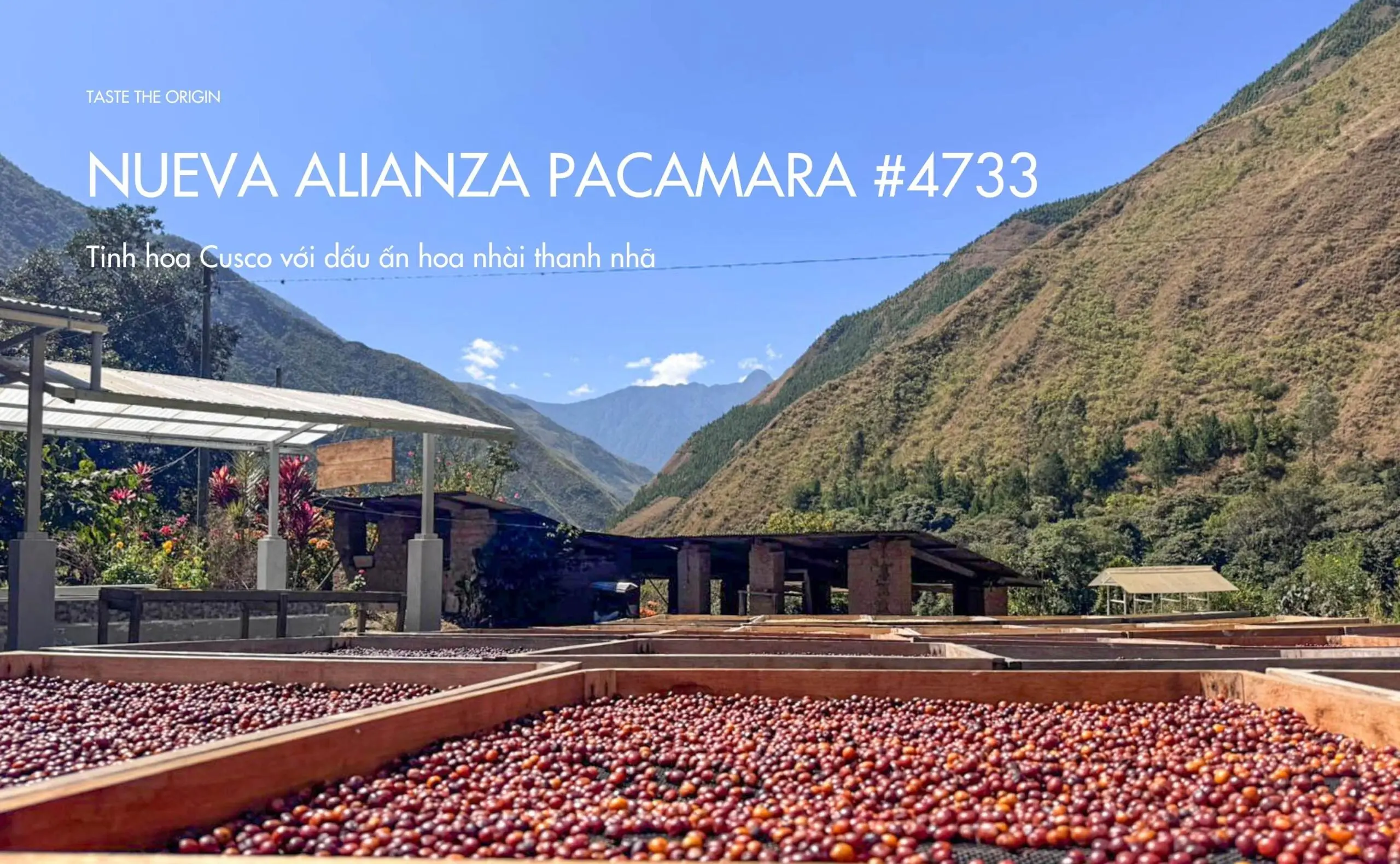 Nueva Alianza Pacamara #4733 – Tinh hoa Cusco với dấu ấn hoa nhài thanh nhã
