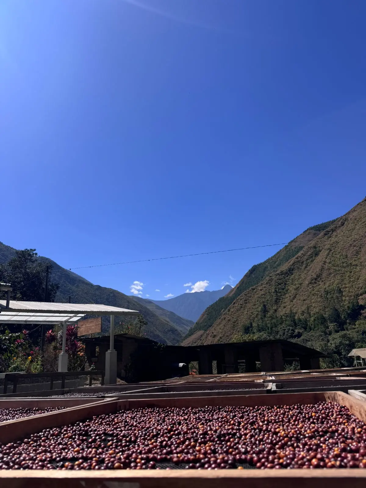 Nueva Alianza Pacamara #4733 – Tinh hoa Cusco với dấu ấn hoa nhài thanh nhã