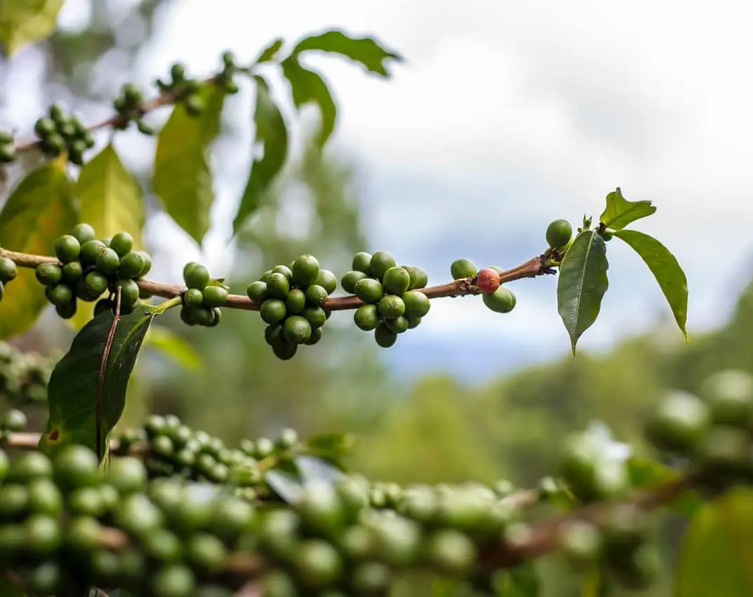 Finca Rosenheim Typica & Caturra – Giao lộ của những dòng chảy văn hóa