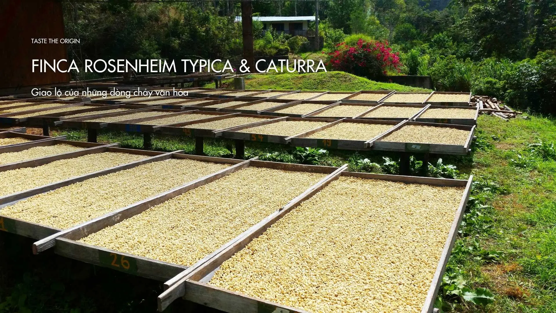 Finca Rosenheim Typica & Caturra – Giao lộ của những dòng chảy văn hóa
