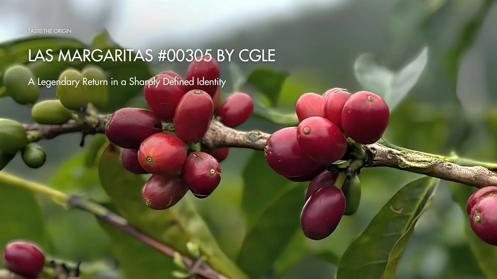 Las Margaritas #00305 by CGLE – A Legend Reunited in a Sharper Identity