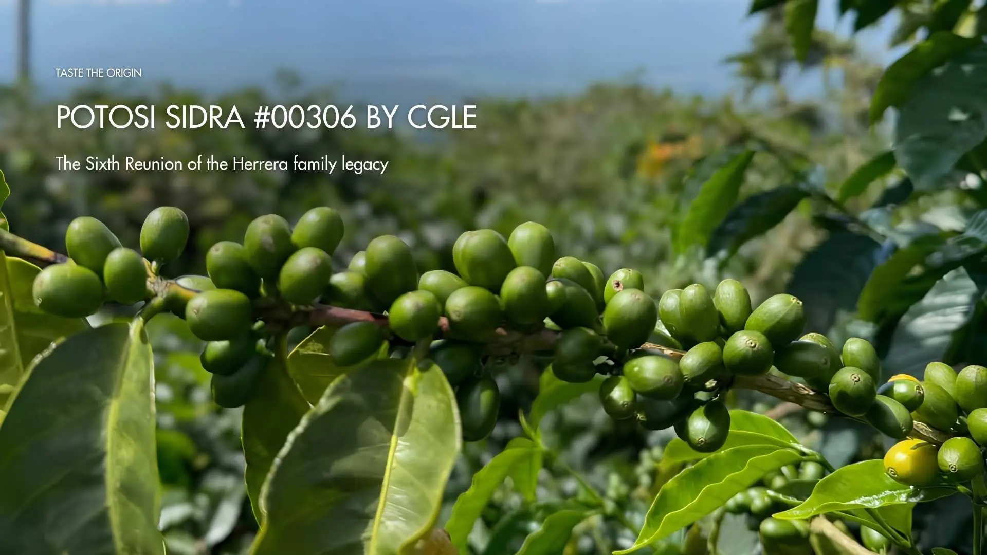 Potosi Sidra #00306 – The sixth reunion of the Herrera family legacy