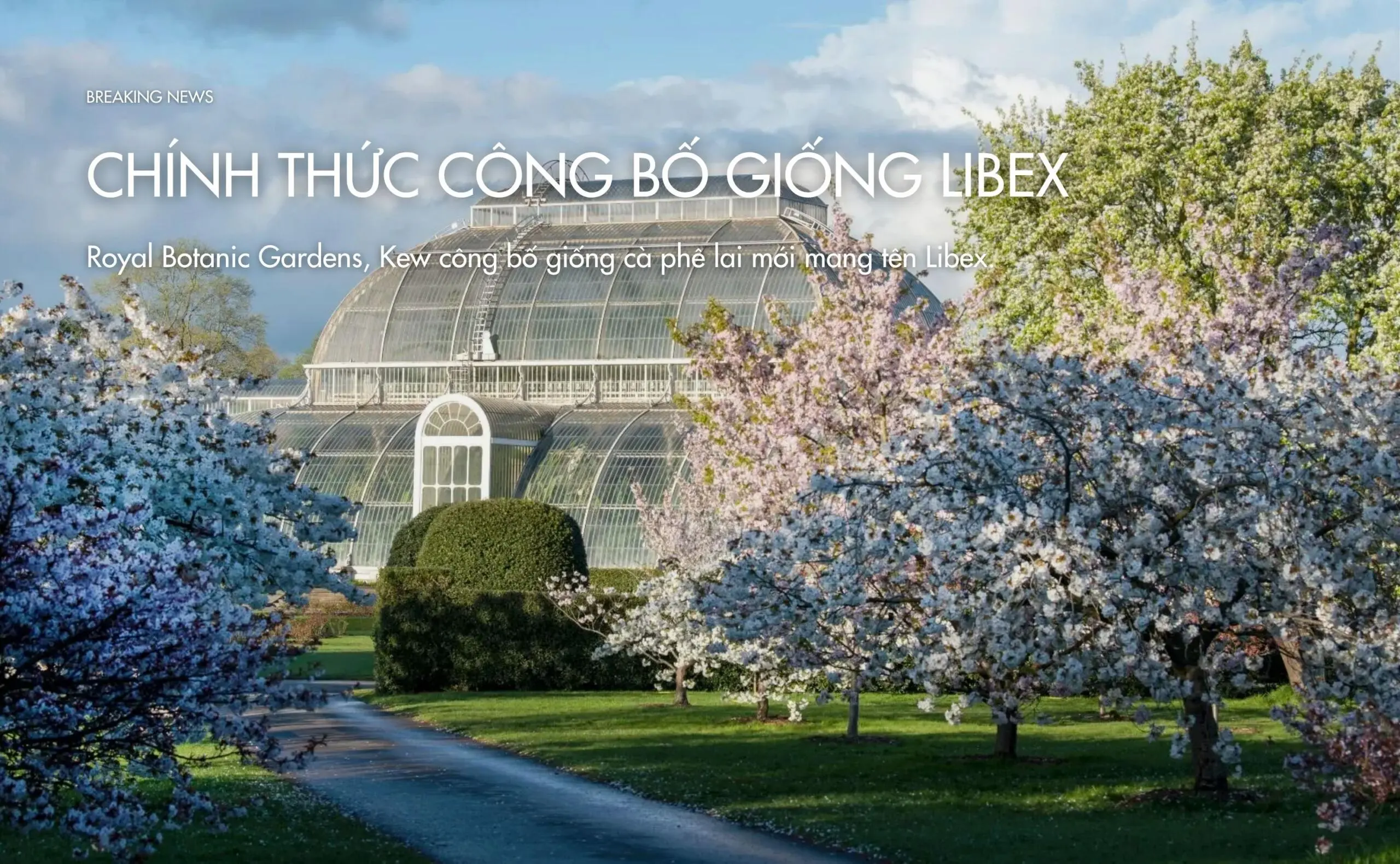Royal Botanic Gardens, Kew công bố giống cà phê lai mới mang tên Libex