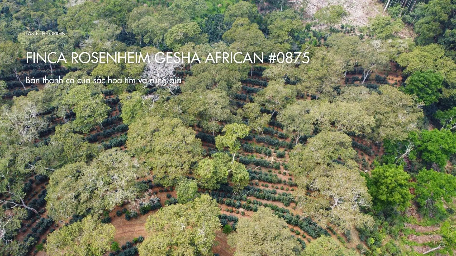 Finca Rosenheim Gesha African #0875 – Bản thánh ca của sắc hoa tím và rừng già