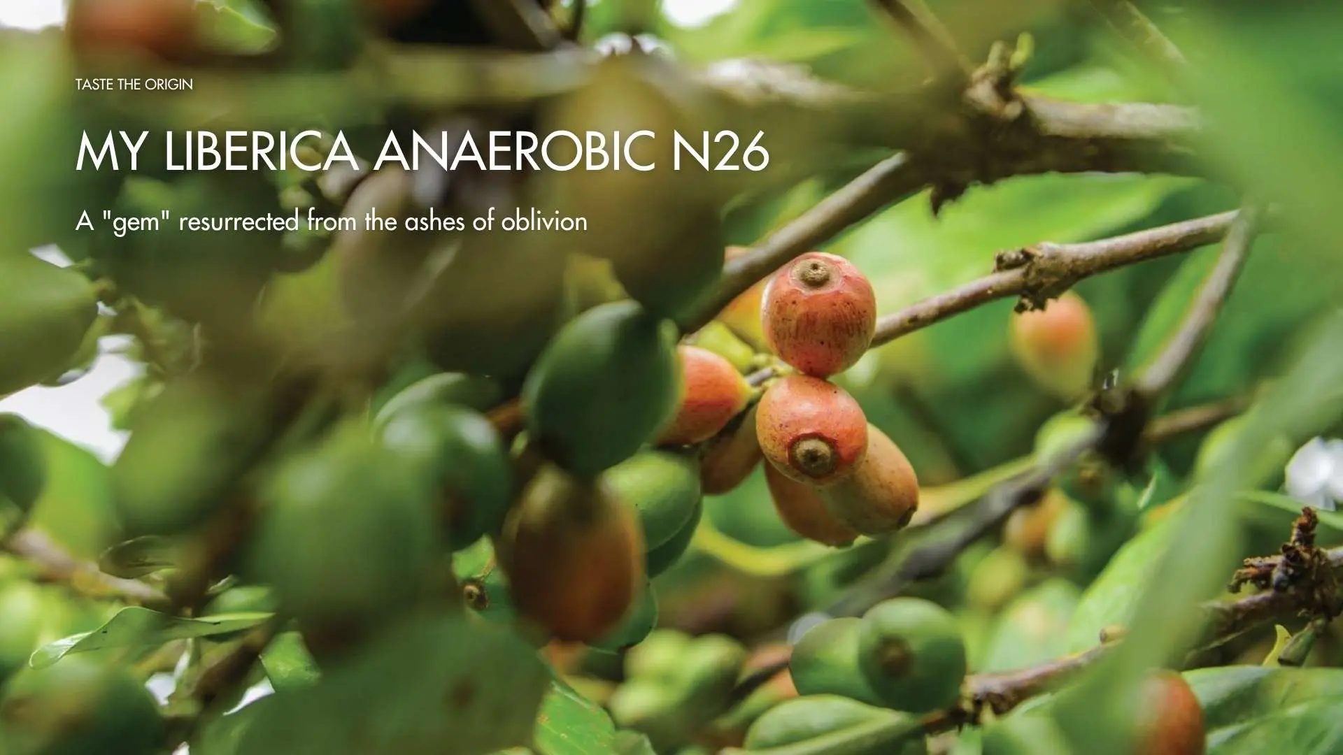 My Liberica Anaerobic N26 – A “gem” resurrected from the ashes of oblivion