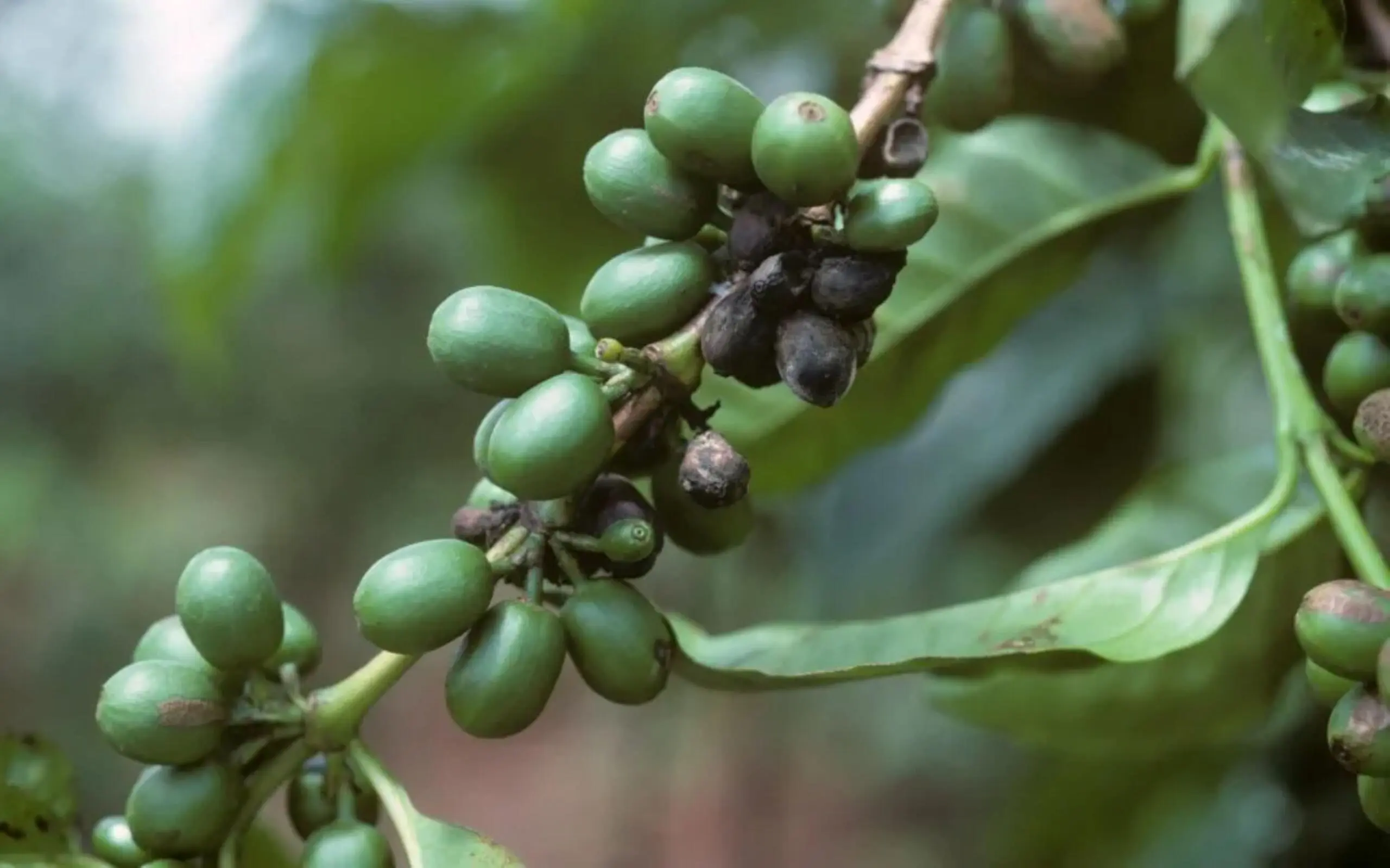 Giống cà phê Ruiru 11 - Sức mạnh kháng kép thức tỉnh mùa màng tại Kenya 3 Giống cà phê Ruiru 11