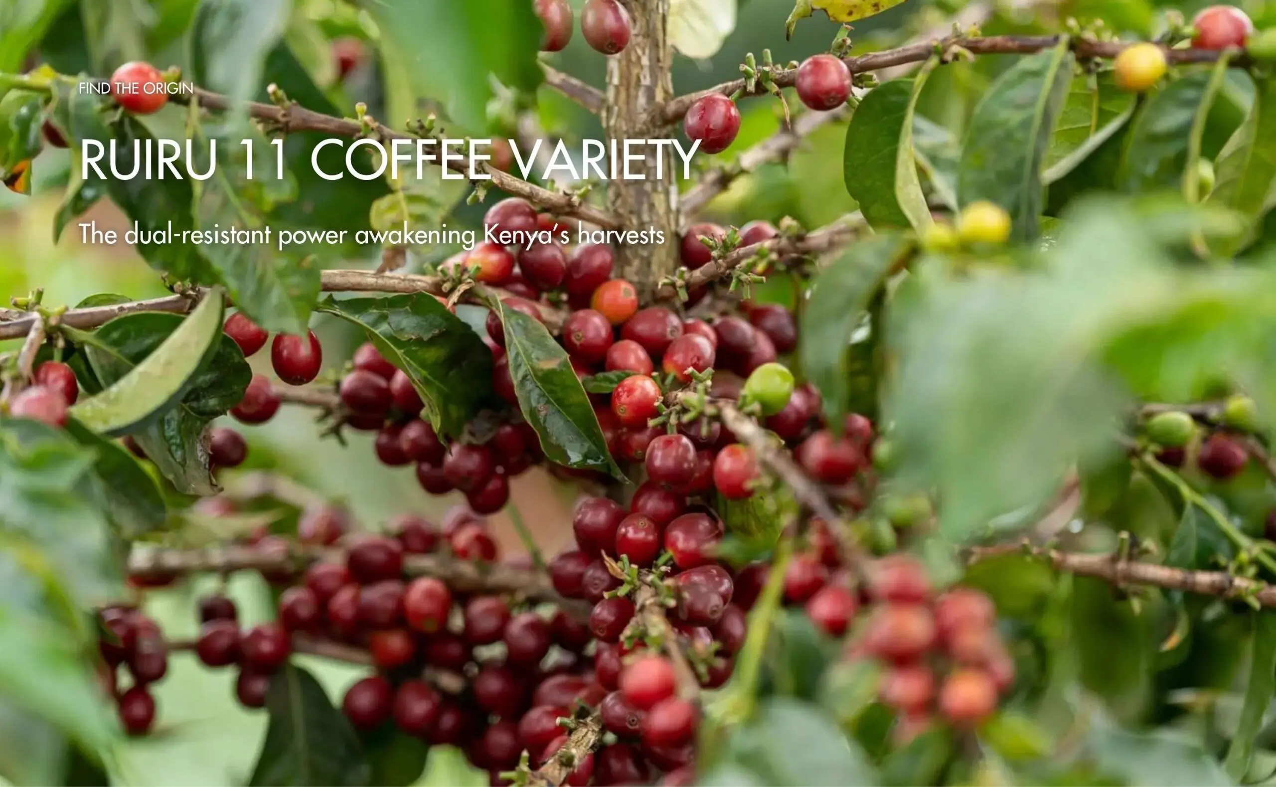 Ruiru 11 coffee variety – The dual-resistant power awakening Kenya’s harvests